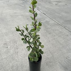 Jade Plant
