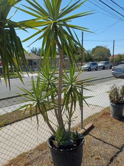 Yucca tree plant