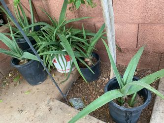 Part two of the many plants available for sale