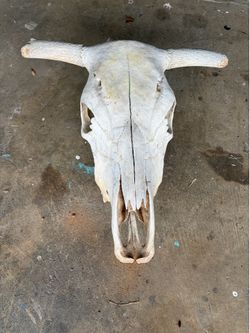 Cow Skull