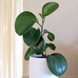 Healthy Beautiful Indoor Plant(Peperomia)