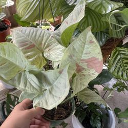 Pink Syngonium Confetti Plant