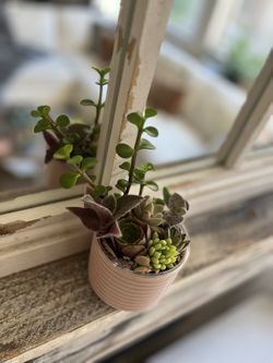 Succulent In Cute Pink Ceramic Planter
