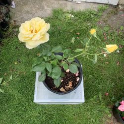 Fragrant Yellow rose 