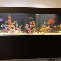 MASSIVE FISH TANK WITH FISH