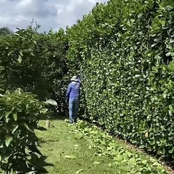 Clusia- Instant Privacy Hedges 12-14ft  tall