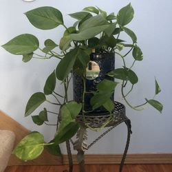 ❤️🍃 Pothos Life Healthy Plant  🍃❤️