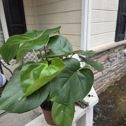 Healthy Monstera Deliciosa 