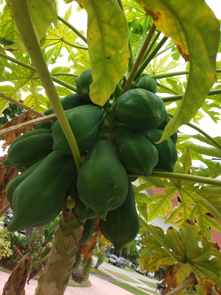 Papaya trees multiple available $3 each, 1 foot to 3 feet high.