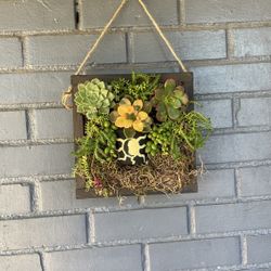 Hanging Succulents 