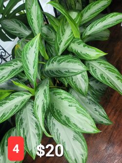 Aglonema Silver Bay