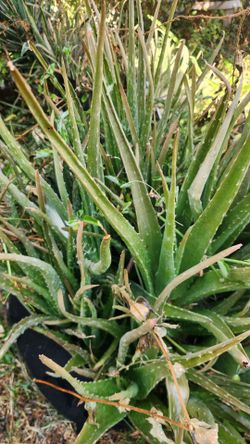Aloe vera