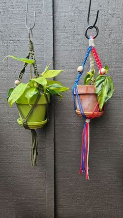 Two fer!!! Buy one get one free pothos Brasil!