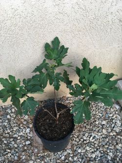 Fig Tree