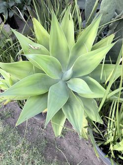 Plants , Pots, Flowers