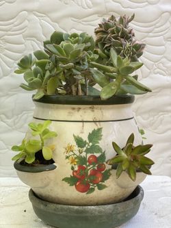 Succulent in ceramic pot
