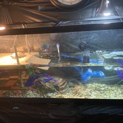 Turtle/Fish Tank Setup for Sale in Rochester, NH - OfferUp