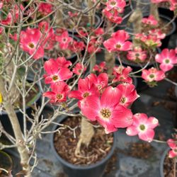 Cherokee Brave Dogwood