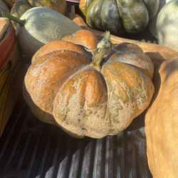 Fresh Pumpkins And Figleaf Gourd / Chilacayotes Y Calabaza 