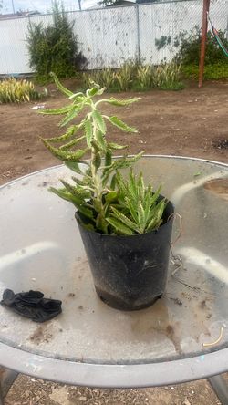 Planta vencerÃan
