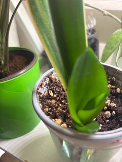 Sansevieria with variegated edges
