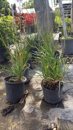 Fresh Garlic Society – 1 Gallon for $5