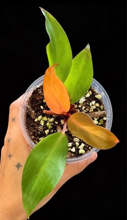 Philodendron Prince of Orange Live Plant – Orange New Growth