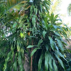 Tree Plant