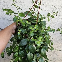 6" Lipstick Plant (DISCOUNTED, 20% OFF) Original  Price: $25