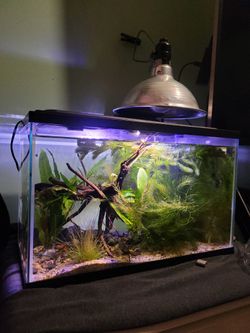 Fish Tank
