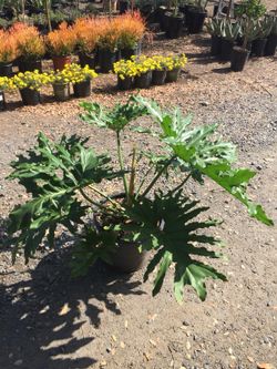 Plant - 14gallon