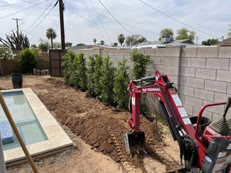 Ficus Sale!! 15 Gallon 