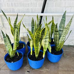 Snake Plants 15 Each
