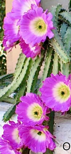 4” Lady Finger Cactus $8 Each 