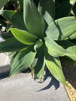 Plants Agaves drought tolerant $5 each