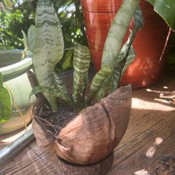 Snake plant In Coconut Shell