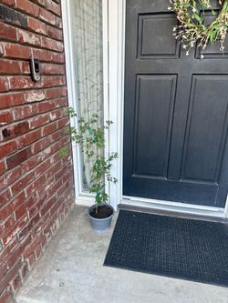 Japanese Maple Tree Sapling in Pot