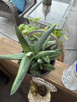 Succulent