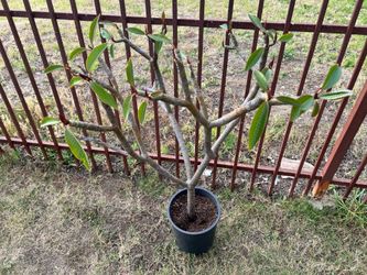 White plumeria