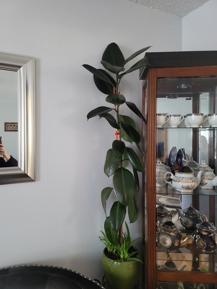 Ficus Elastica Rubber Tree Live Indoor Plant, in Ceramic Pot