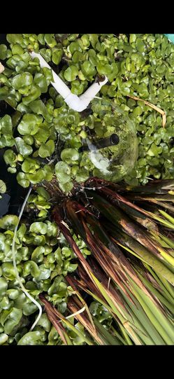 water hyacinth