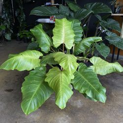 ✨ XXL Snowdrift | Philodendron✨ 