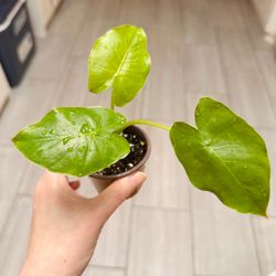 Elephant Ear plant (Alocasia) in 2" Pot - will grow big