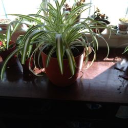 Spider Plant