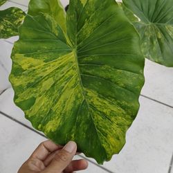 Variegated  Alocasia /elephant Ear Plant