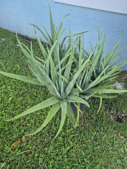 HUGE ALOE PLANT ! $100.  OR BEST OFFER !
