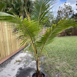 Coconut Palm (2)