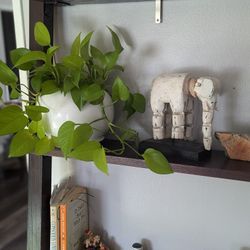 Vibrant Neon Pothos in Quality Ceramic Pot 🌿