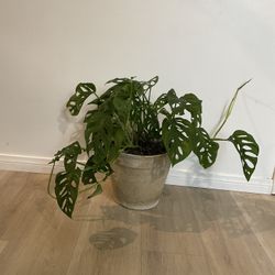Swiss Cheese Monstera (Includes Pot)