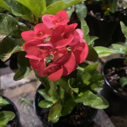 Plantas Coronas De Cristo $25 Cada Una